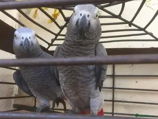 Parrots birds Perfectly feathered African grey birds - Advert 1