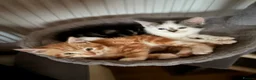 Mixed Breed cats for sale: Beautiful kittens for sale  in Bodorgan - Advert 11