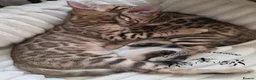 Bengal cats for sale: Stunning Bengal kittens  - Advert 7