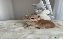 Brazilian Shorthair cats for sale: Golden British Shorthair kittens - Image 24