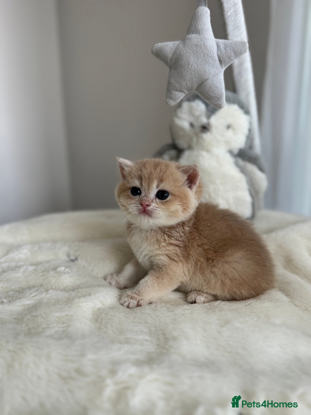 Brazilian Shorthair cats for sale: Golden British Shorthair kittens - Image 24