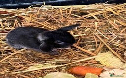 Mini Lop rabbits for sale: Healthy lovely bunny  - Image 6