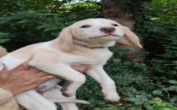 Labradoodle dogs for sale: Labradoodle / Fox Red Labrador X Puppies - Image 27