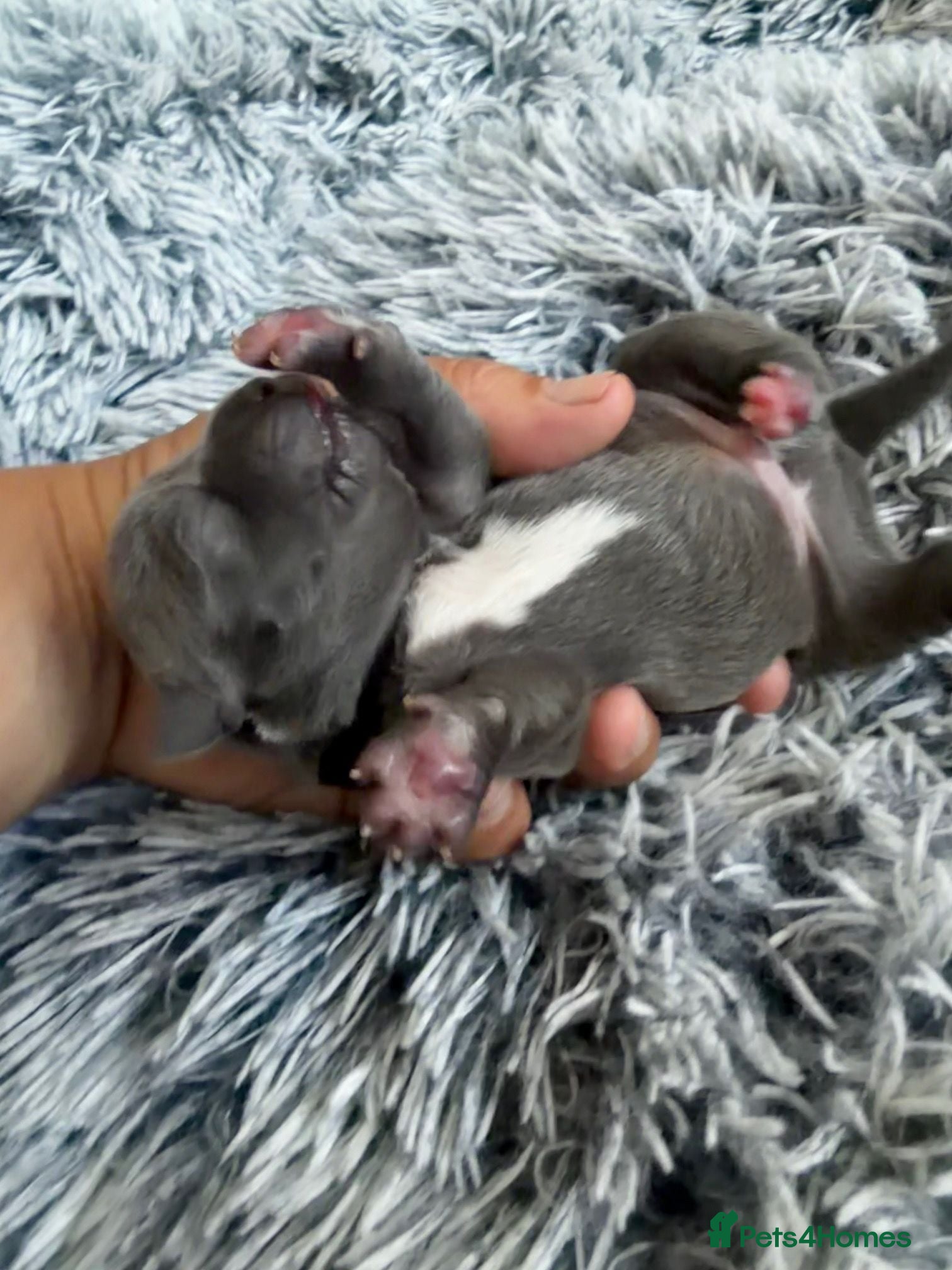 Staffordshire Bull Terrier dogs Blue Staffordshire Bull Terrier Pups Family Raised - Advert 2
