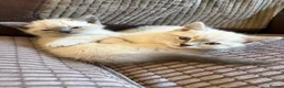 Mixed Breed cats for sale: 2 beautiful Ragdoll x tabby kittens  - Advert 2