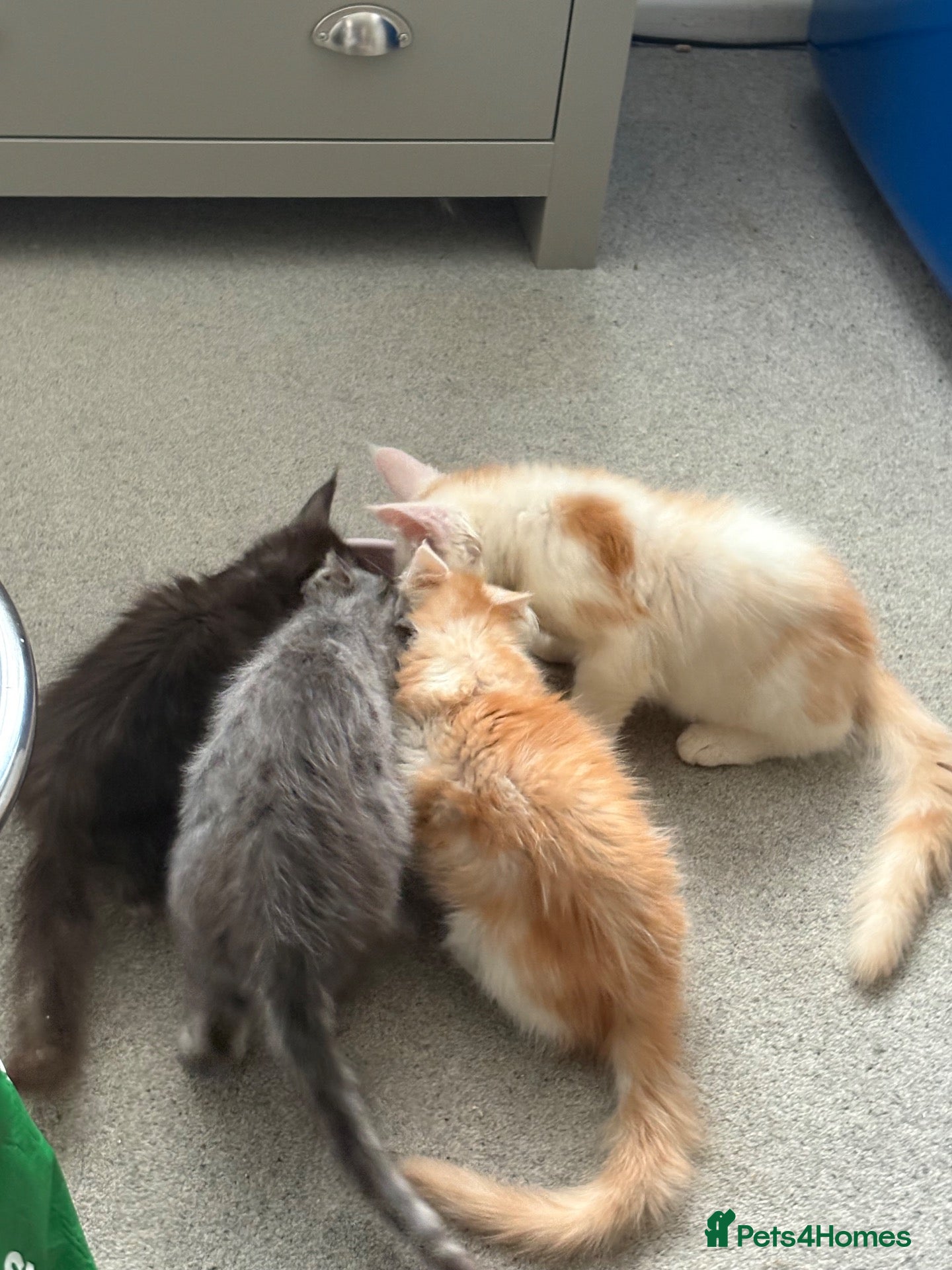 Maine Coon cats for sale: Registered Gorgeous Maine coon boys  - Advert 20