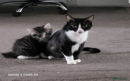 Mixed Breed cats for sale: 4 tabby kittens  - Advert 3