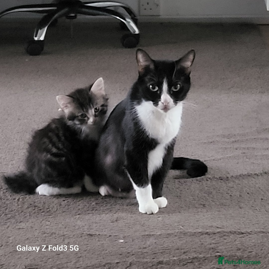 Mixed Breed cats for sale: 4 tabby kittens  - Advert 3