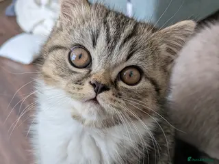 Exotic cats Beautiful exotic kittens - ready now - Advert 9