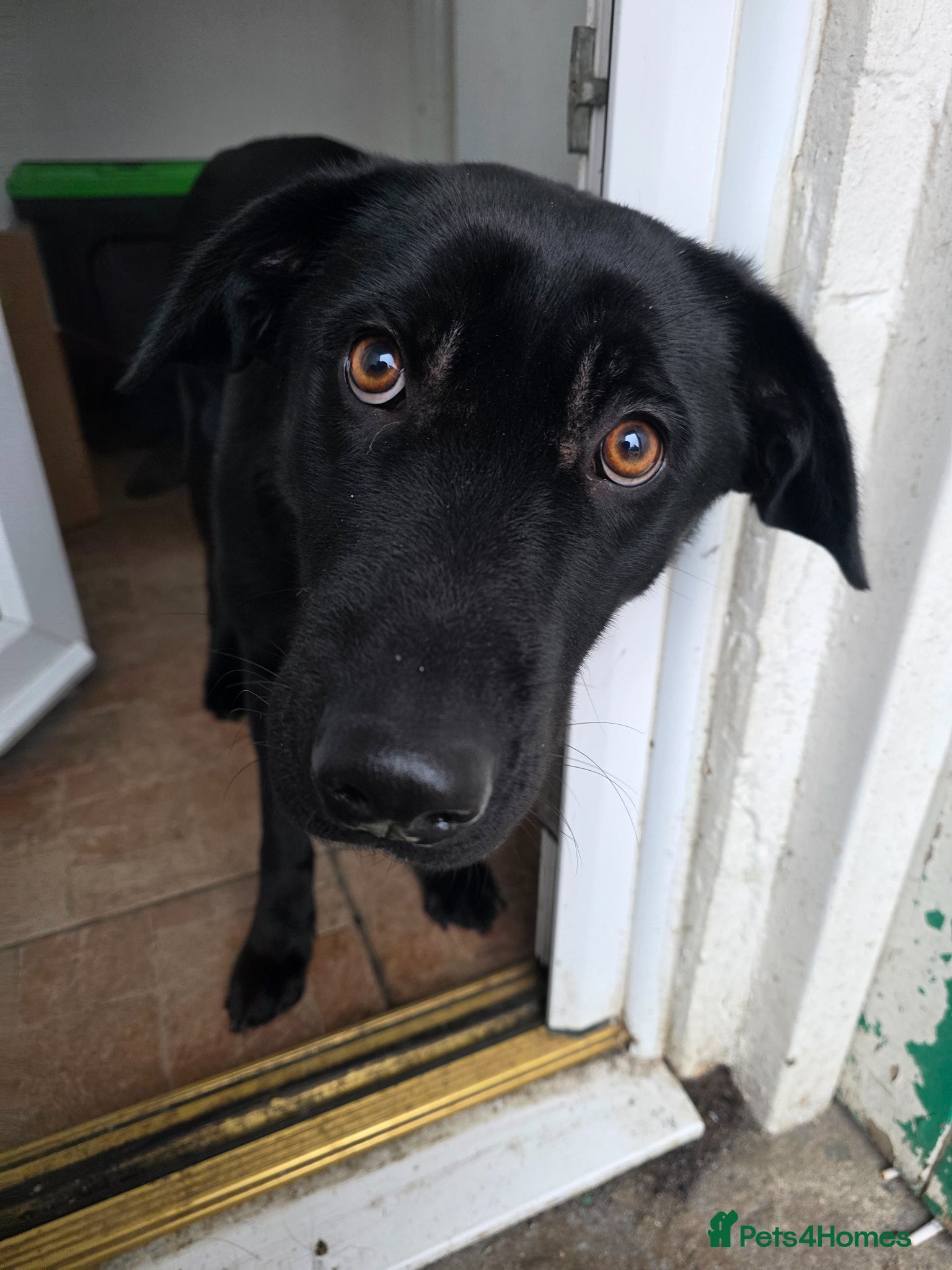 Mixed Breed dogs Labrador - Raven - Advert 2