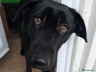 Mixed Breed dogs Labrador - Raven - Advert 1