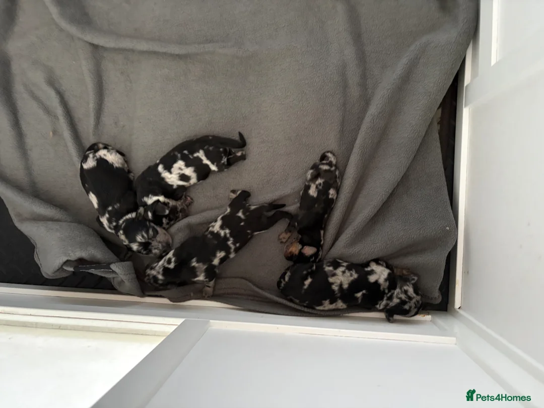 Doxiepoo dogs for sale: MERLE DOXIEPOOS BOTH PARENTS HEALTH TESTED  - Advert 4