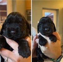 Cocker Spaniel dogs Cocker spaniel puppies - Advert 5