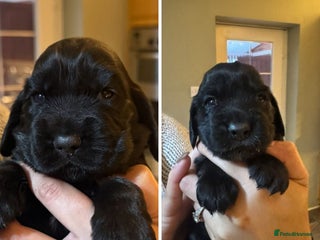 Cocker Spaniel dogs - Advert 28