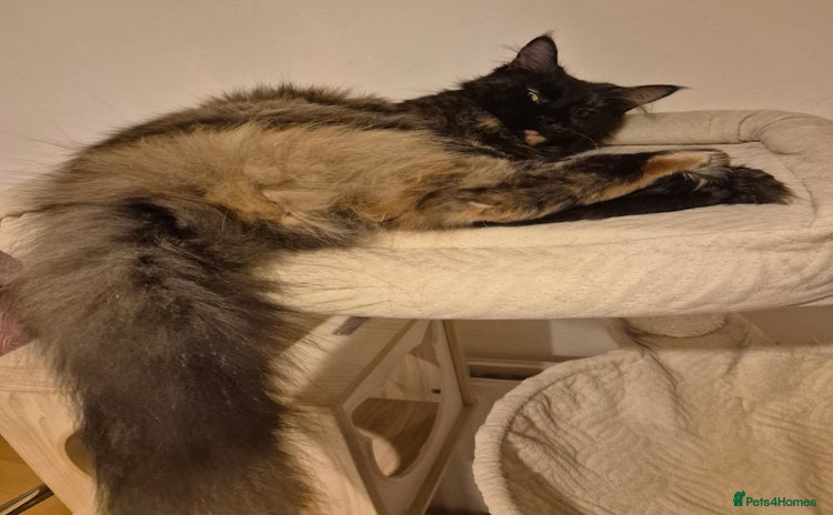Maine Coon cats - Advert 8