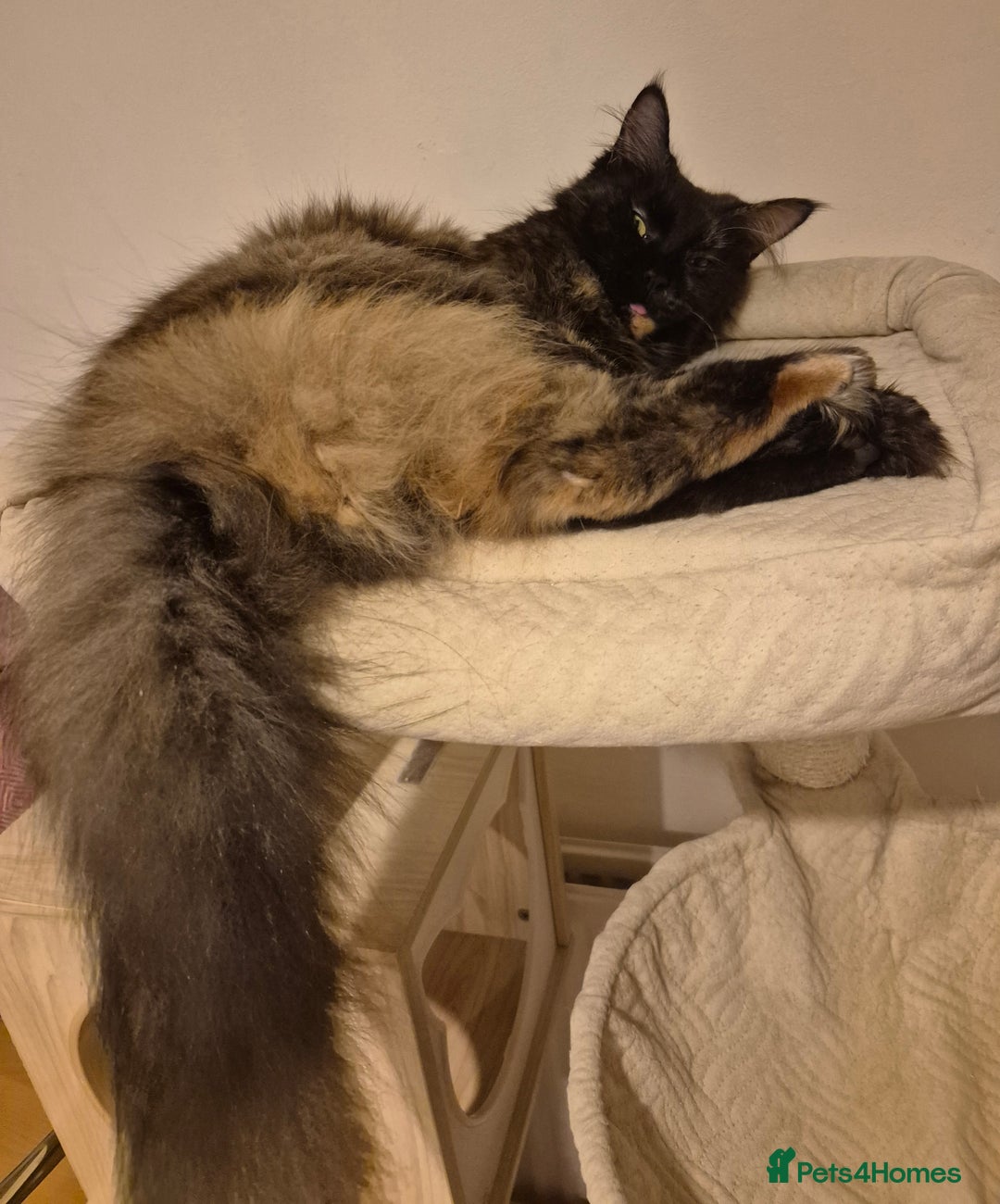 Maine Coon cats for sale: Pedigree Maine Coon girl looking for new home - Image 1