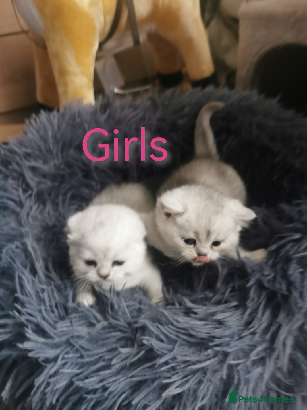 Scottish Fold cats for sale: Scottish Fold/Straight Kittens  - Image 5