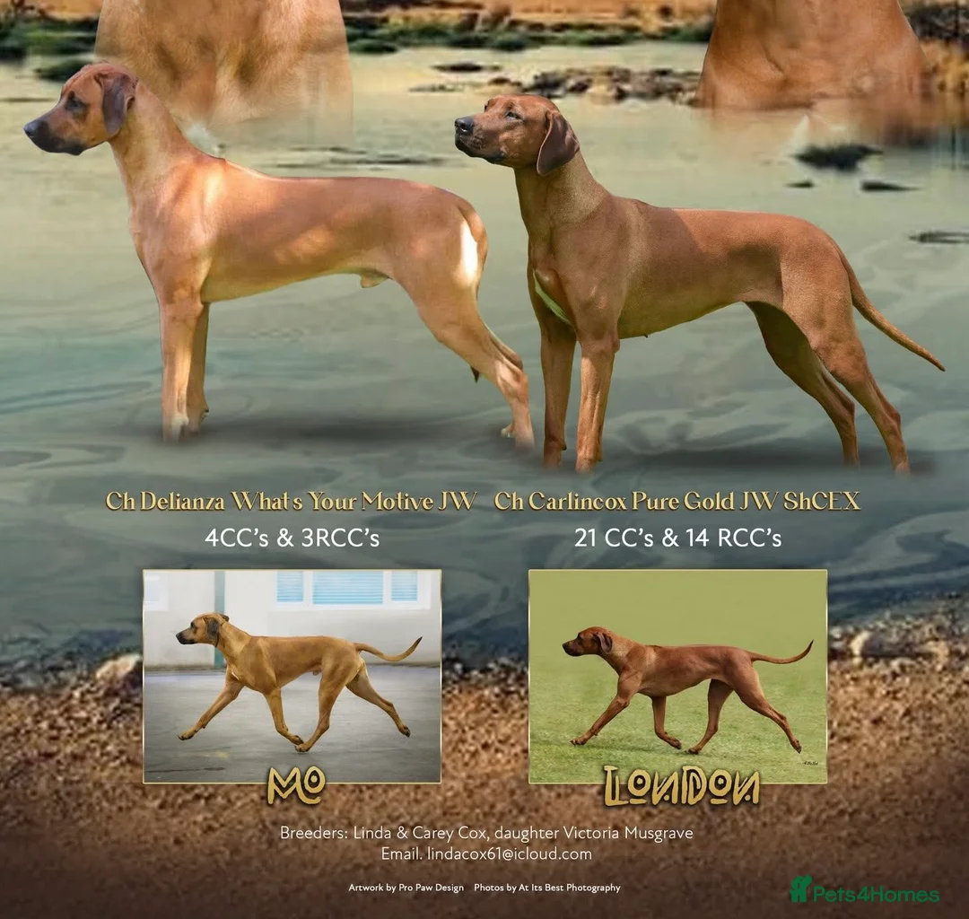 Rhodesian Ridgeback dogs for sale: Rhodesian Ridgeback puppies  - Advert 4