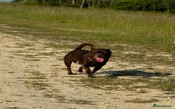 Chihuahua dogs for sale: Chocolate chihuahua - Image 2