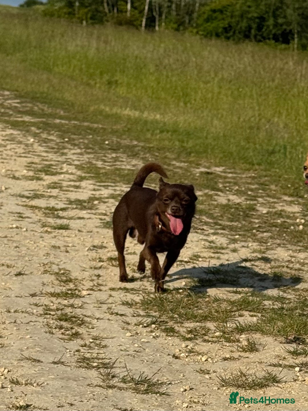 Chihuahua dogs for sale: Chocolate chihuahua - Image 2