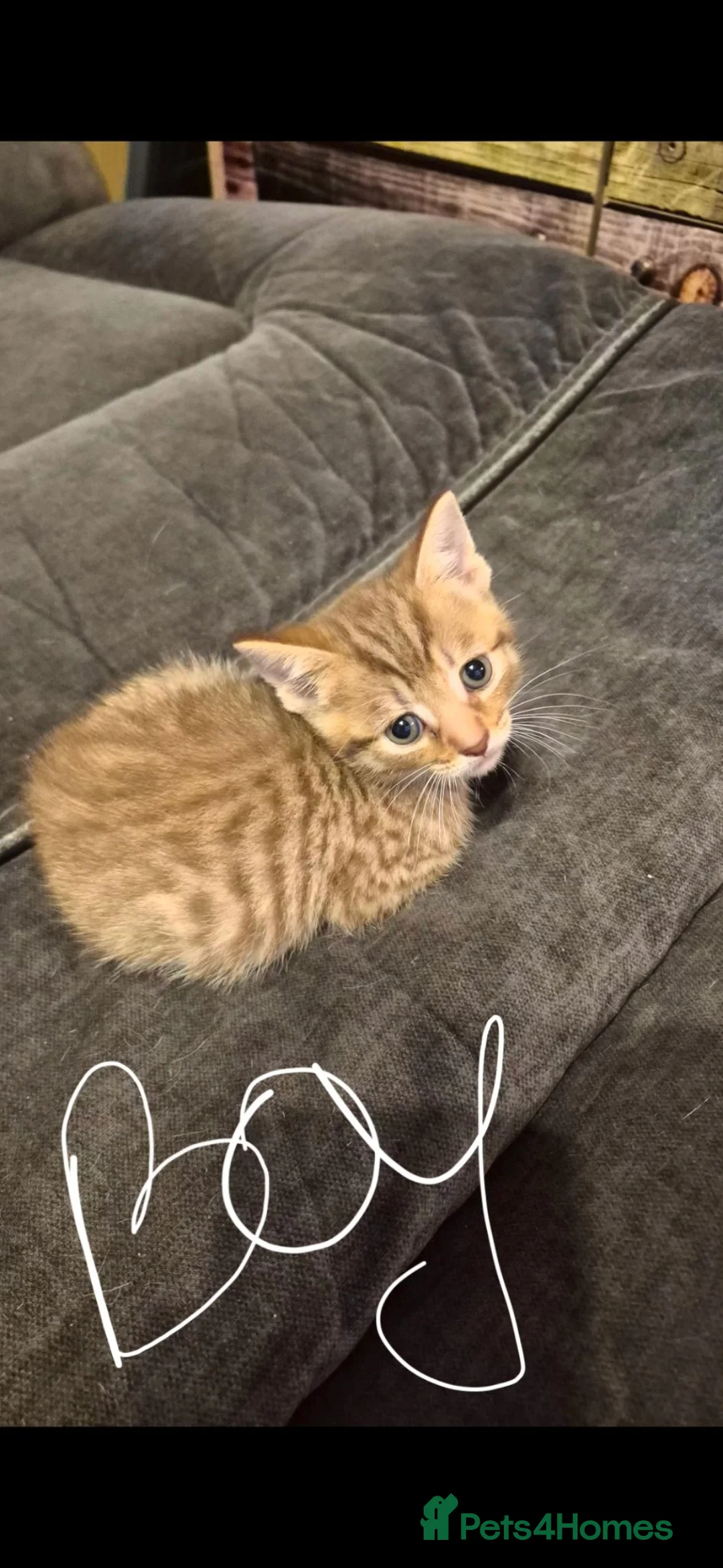 Mixed Breed cats for sale: Kittens - Advert 3