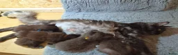 Maine Coon cats for sale: Maine Coon bundles of joy - Advert 7