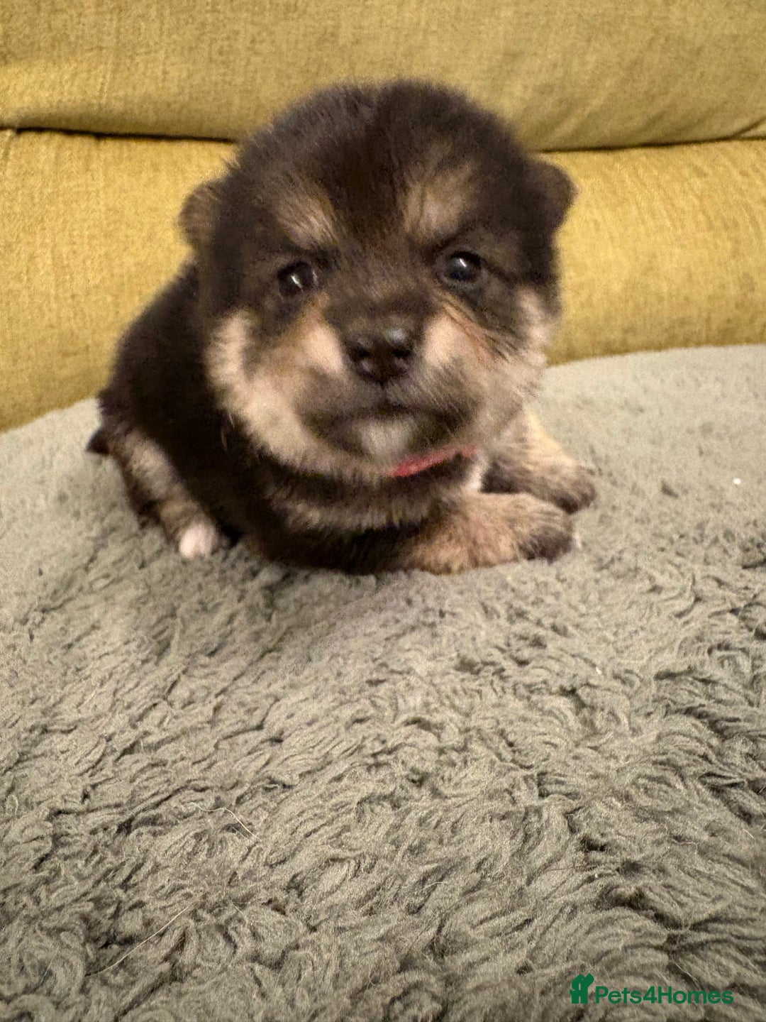 Mixed Breed dogs for sale: Pomskiba Inu Puppies. Shiba Inu x Pomsky - Advert 23