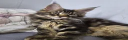 Maine Coon cats for sale: Pedigree Maine Coon boy - Advert 4
