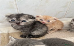 Scottish Fold cats for sale: Pedigree Scottish fold kittens for sale - Image 11