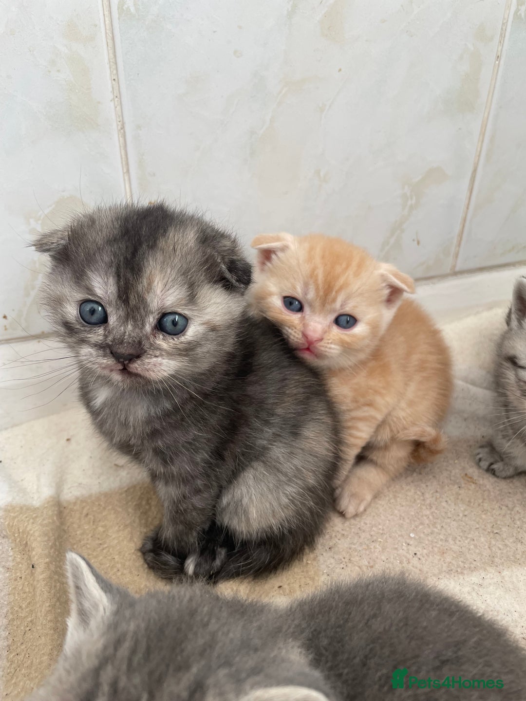 Scottish Fold cats for sale: Pedigree Scottish fold kittens for sale - Image 11