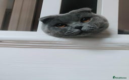 Scottish Fold cats for sale: Scottish Fold kittens for sale 3 Girls 2 Boys  - Advert 26