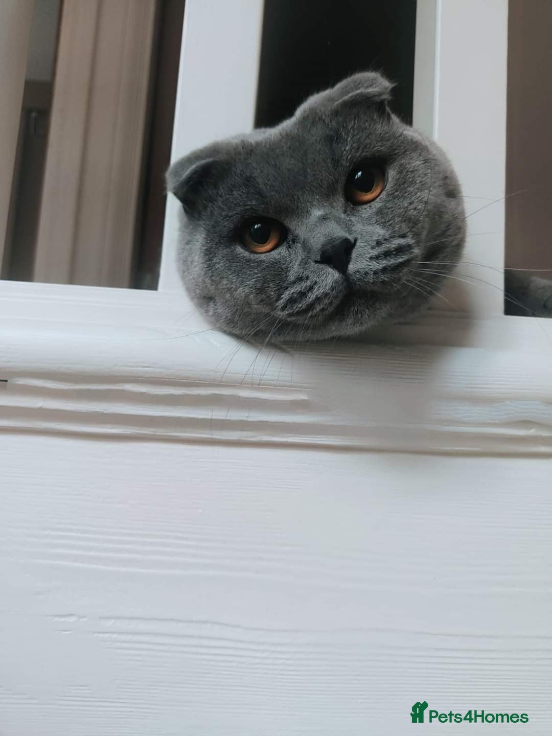 Scottish Fold cats for sale: Scottish Fold kittens for sale 3 Girls 2 Boys  - Advert 26