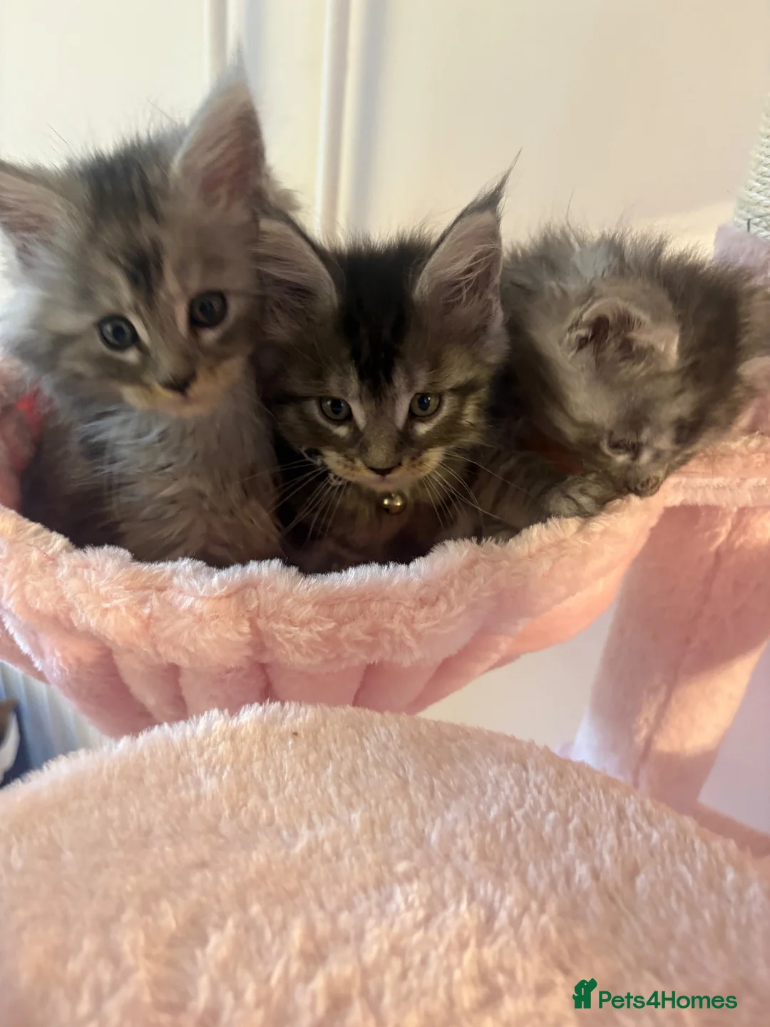 Maine Coon cats for sale: 5 Male TICA Reg Blue Black Silver Maine Coons in Gloucester - Advert 1