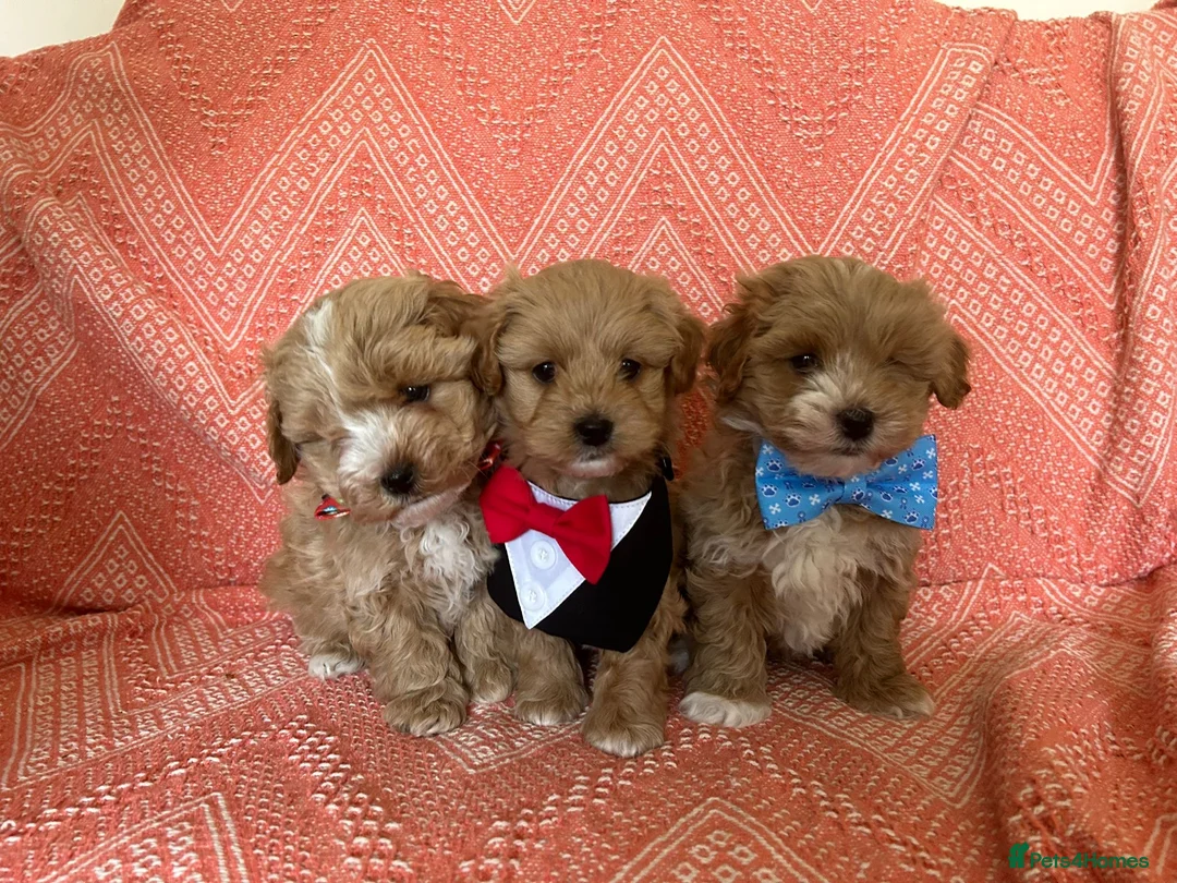 Maltipoo dogs for sale: Well bred maltipoo’s in Mansfield - Advert 1