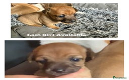 Jack Russell dogs for sale: ** Stunning Pure Miniature Jack Russell Pups ** - Image 20