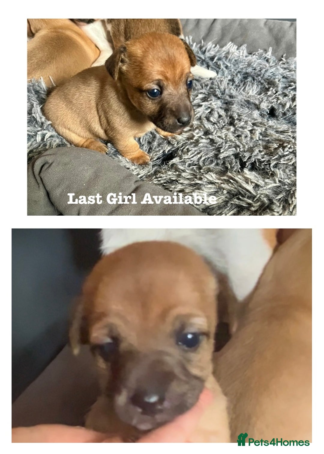 Jack Russell dogs for sale: ** Stunning Pure Miniature Jack Russell Pups ** - Image 20