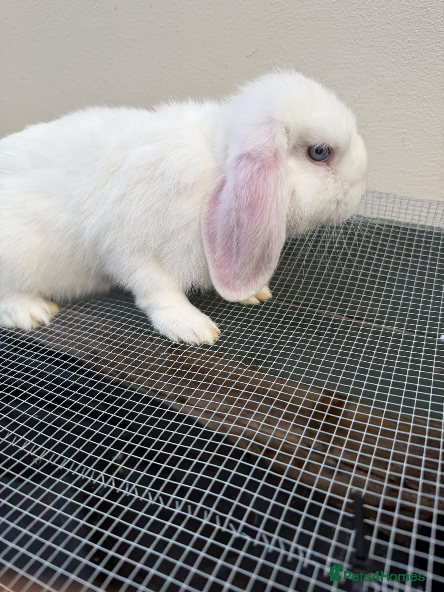Mini Lop rabbits 1 purebred mini lop doe available to leave  - Advert 2