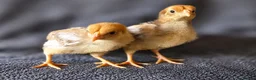 Chickens poultry for sale: Wyandotte Bantam Chicks - Advert 2