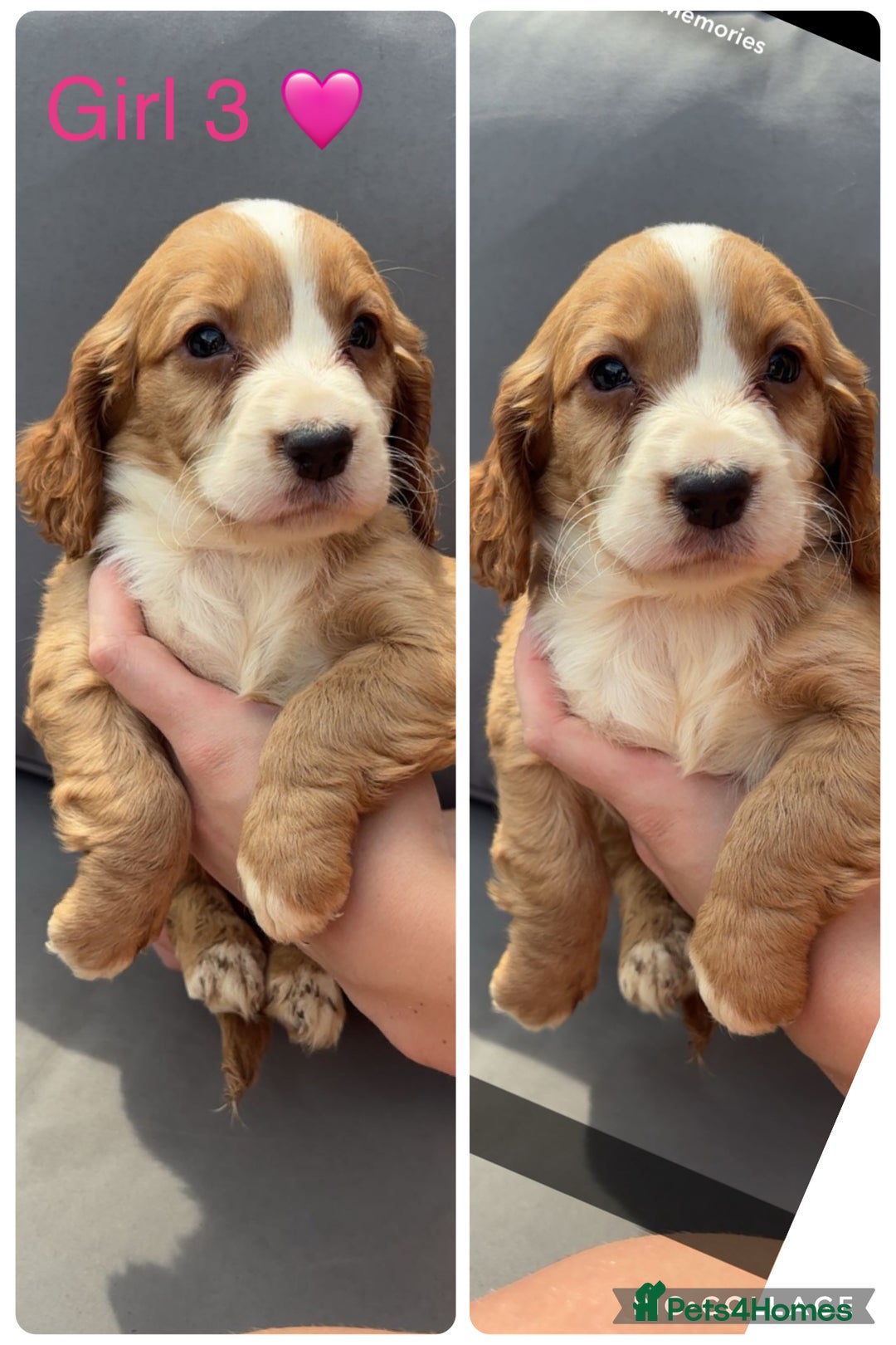 Cockapoo dogs for sale: Cockapoo puppies  - Image 5