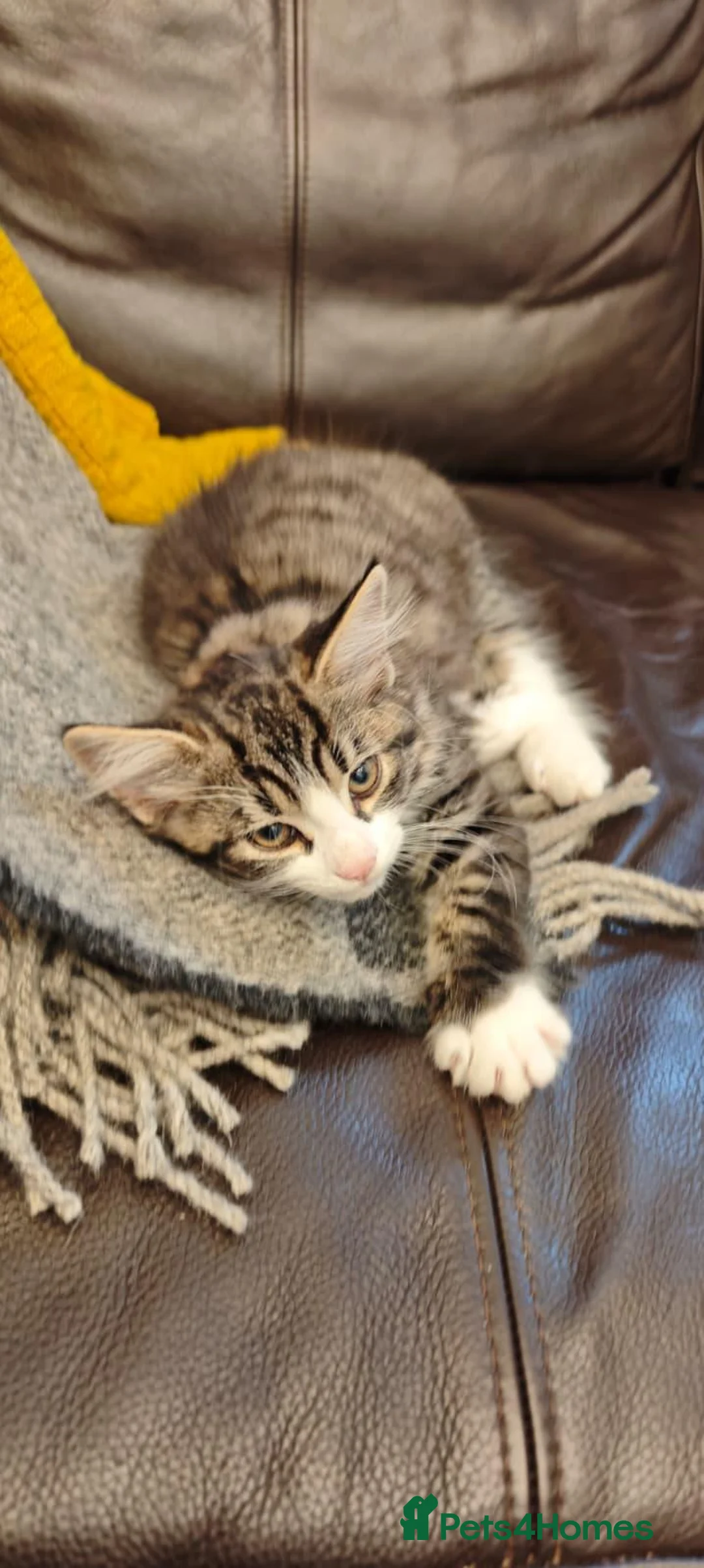 Mixed Breed cats for sale: Fluffy kittens for sale - Advert 38