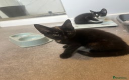Domestic Shorthair cats for sale: Nwf cross - Image 3