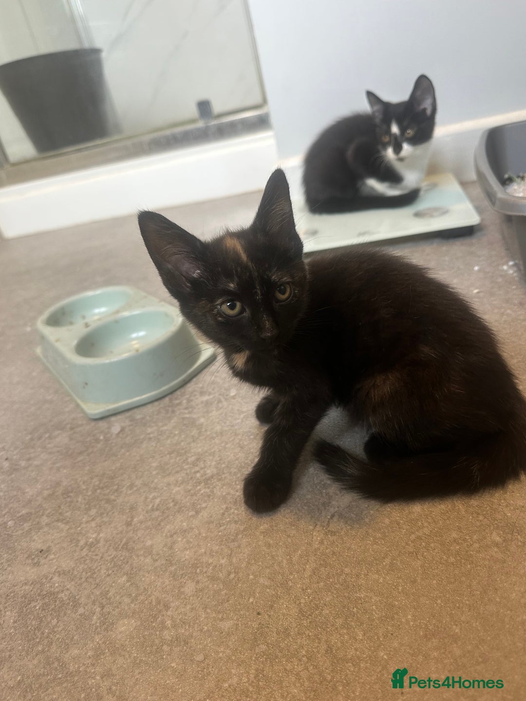 Domestic Shorthair cats for sale: Nwf cross - Image 3