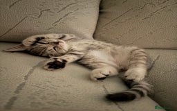 Scottish Fold cats for sale: Scottish fold kittens ready to find new homes - Image 16