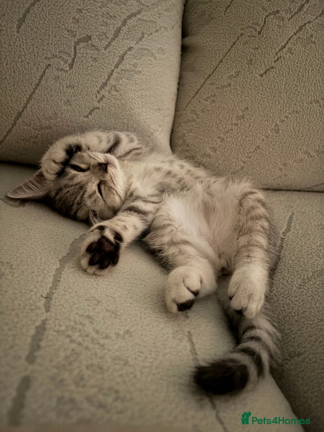 Scottish Fold cats for sale: Scottish fold kittens ready to find new homes - Image 16