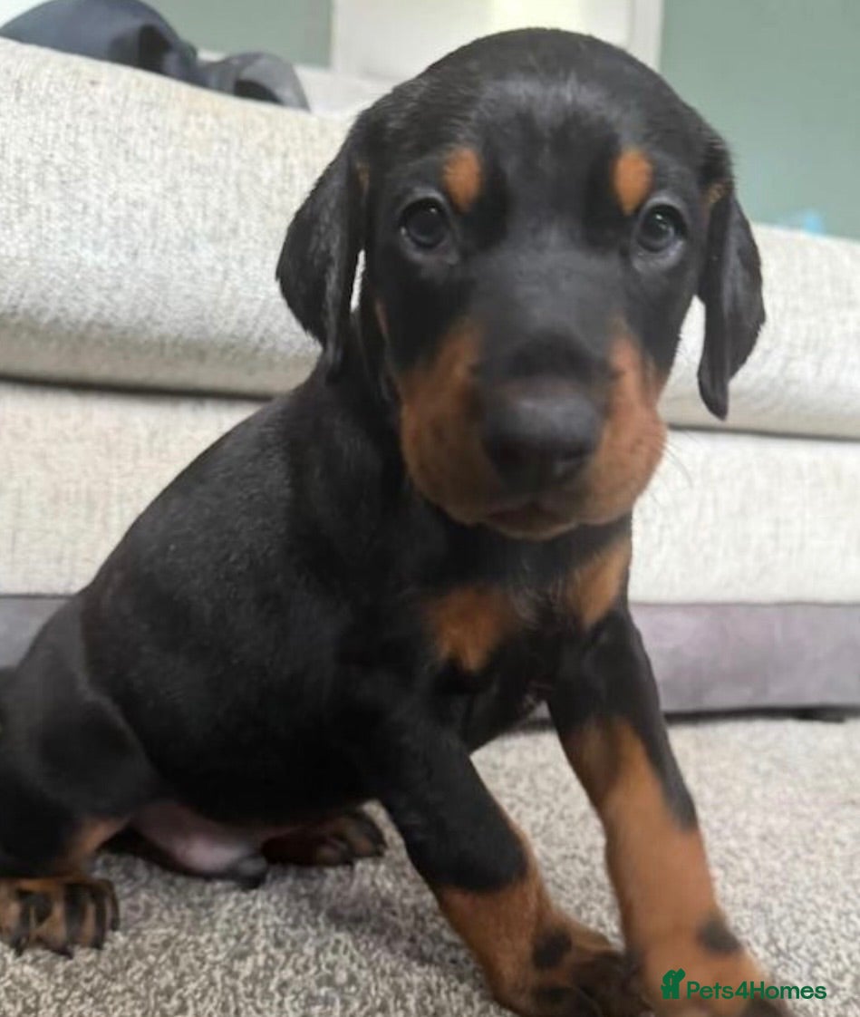 Dobermann dogs 3 male puppy Dobermanns for sale  - Advert 1