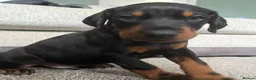 Dobermann dogs for sale: 3 male puppy Dobermanns for sale  - Advert 1