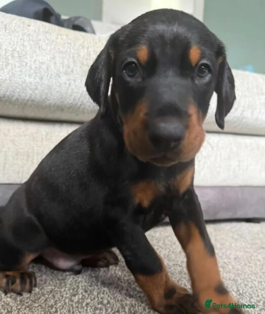 Dobermann dogs for sale: 3 male puppy Dobermanns for sale  - Advert 1