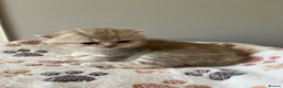 British Shorthair cats for sale: Gorgeous male British Shorthair kitten  - Advert 5