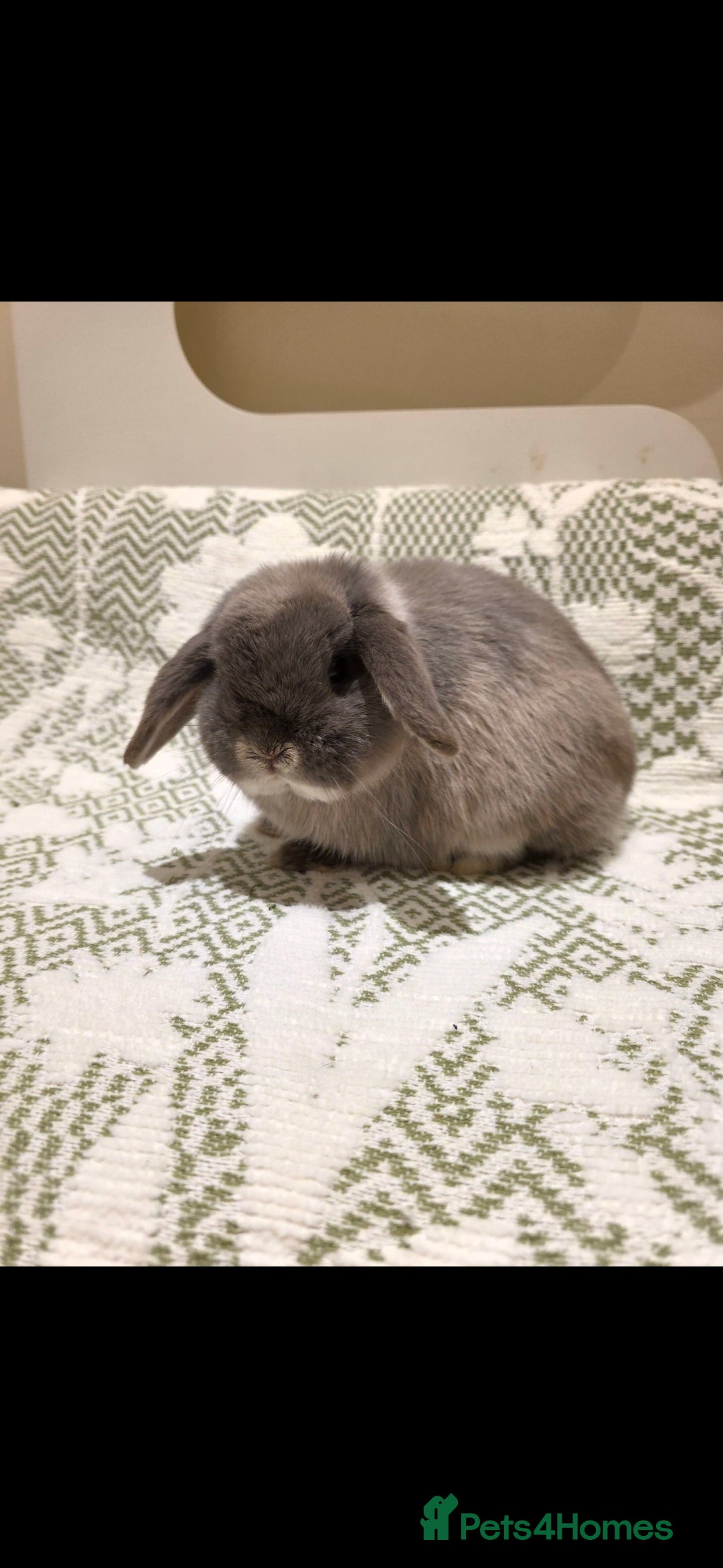 Mini Lop rabbits  mini lops looking for a loving home - Advert 11