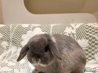 Mini Lop rabbits mini lops looking for a loving home - Advert 11
